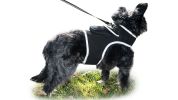 Realtime Pet Monitoring w/ Pet Tracker GPS Dog Collars Tracking Device NEW Size:M